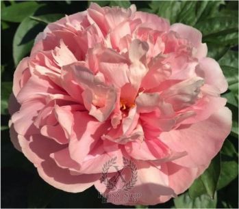 Пион Спящая Ариадна (Paeonia Sleeping Ariadna)