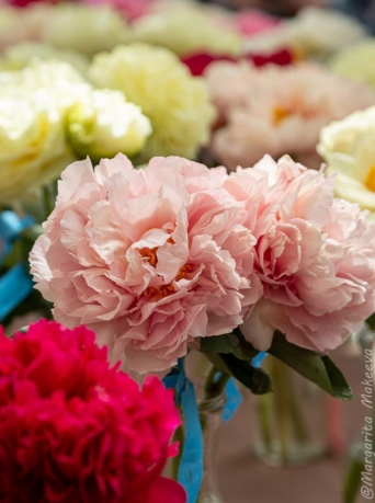 Пион Спящая Ариадна (Paeonia Sleeping Ariadna)
