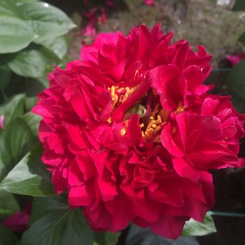 Пион Каракалла (Paeonia Caracalla)