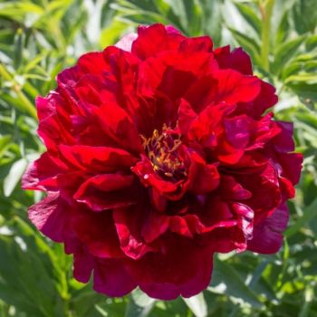Пион Нерон (Paeonia Nero)