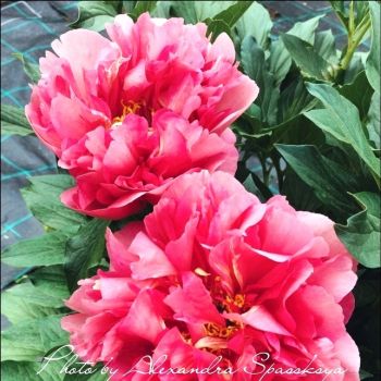 Пион Феличита (Paeonia Felicitas)