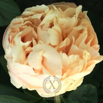 Пион Римский Форум (Paeonia Forum Romanum)