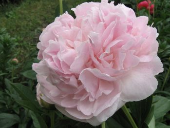 Пион Владимир Дубров (Paeonia Vladimir Dubrov)