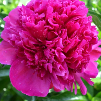 Пион Блюз (Paeonia Bluz)