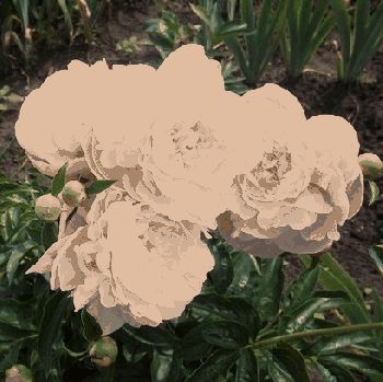 Пион Золушка (Paeonia Zolushka)