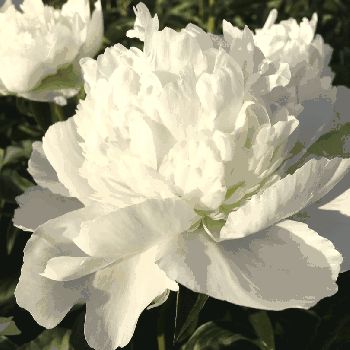 Пион Жемчужный (Paeonia Zhemchuzhniy)