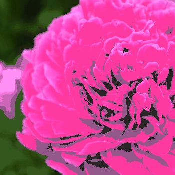 Пион Мистер Икс (Paeonia Mister X)