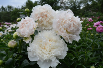 Пион Ноктюрн (Paeonia Noktjurn)