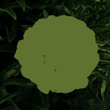 Пион Принцесса цирка (Paeonia Prinzessa of Cirkus)