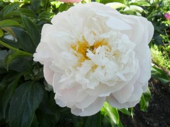 Пион Принцесса цирка (Paeonia Prinzessa of Cirkus)