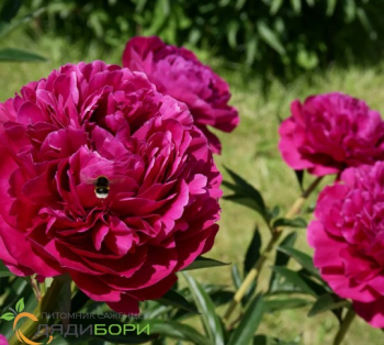 Пион Фаворит (Paeonia Favorit)