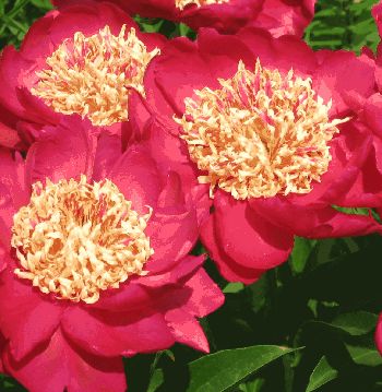 Пион Огни Москвы (Paeonia Ogni Moskvi)