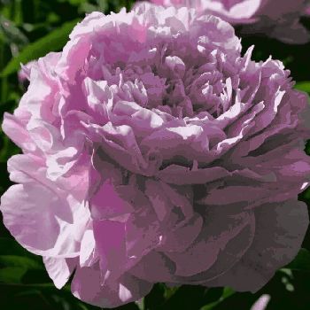 Пион Краса Моего Сада (Paeonia Krasa Moego Sada)