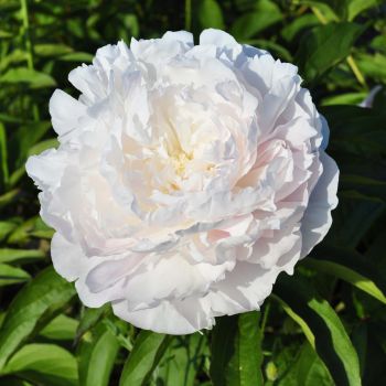 Пион Маунт Эверест (Paeonia Mount Everest)