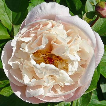Пион Биг Джонни (Paeonia Big Jhonny)