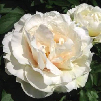 Пион Эпплтон Хаус (Paeonia Appleton House)