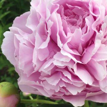 Пион Майра МакРей (Paeonia Myra MacRae)