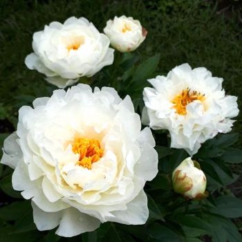 Пион Петит Порцелайн (Paeonia Petite Porcelain)