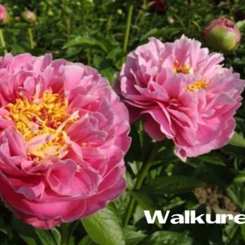 Пион Валкюре (Paeonia Walkure)