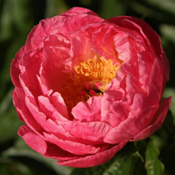 Пион Тропикана (Paeonia Tropicana)