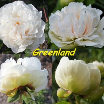 Пион Гринленд (Paeonia Greenland)