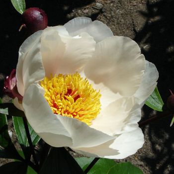 Пион Гарден Пис (Paeonia Garden Peace)