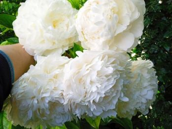 Пион Сильвер (Paeonia Sylver)