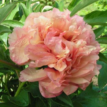 Пион Данс дю Фё (Paeonia Danse du Feu)