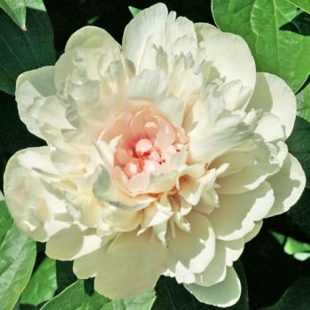 Пион Маджестис Харт (Paeonia Majesty’s Heart)