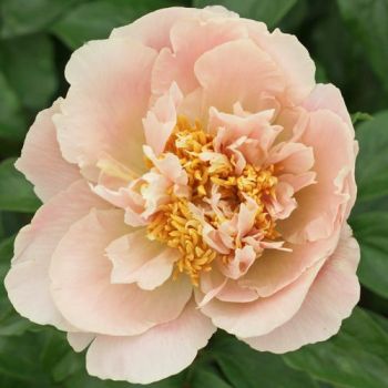 Пион Маджестис Септер (Paeonia Majesty’s Scepter)