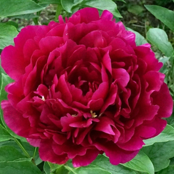 Пион Стивен Э. Амброуз (Paeonia Stephen E Ambrose)