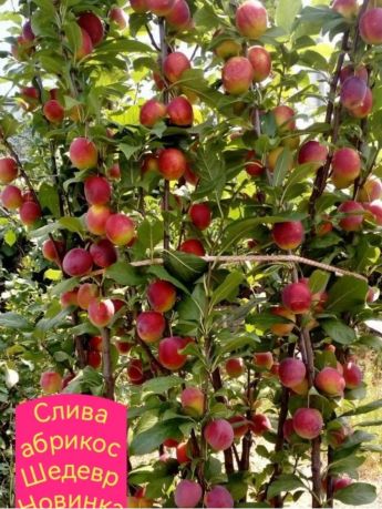Слива-абрикос Шедевр