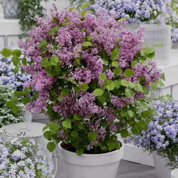 Сирень карликовая Мейера Палибин (Syringa Meyeri Palibin)
