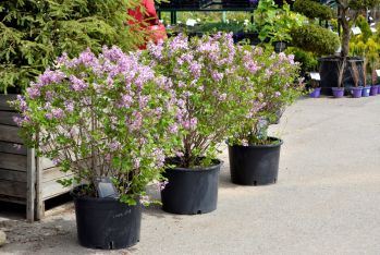 Сирень карликовая Мейера Палибин (Syringa Meyeri Palibin)