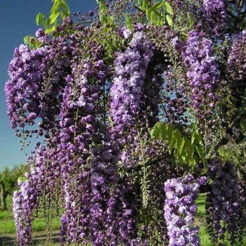 Глициния Чёрный Дракон (Wisteria floribunda black dragon)