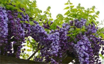 Глициния Чёрный Дракон (Wisteria floribunda black dragon)