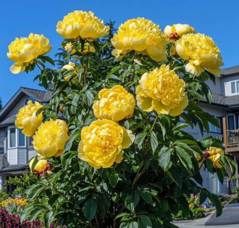 Пион Йеллоу Дудл Денди (Paeonia itoh Yellow Doodle Dandy)