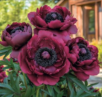 Пион Чоколит Соулдже (Paeonia Chocolate Soldier)