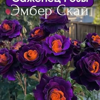 Роза Эмбер Скай