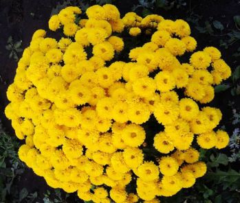 Хризантема Gigi yellow (Гиги Еллоу)