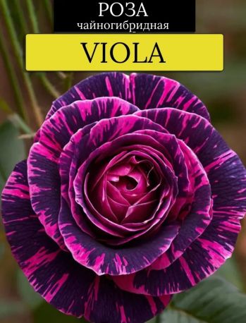 Роза Виола (Viola)