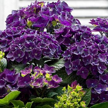 Гортензия крупнолистная Тиффани Пурпл (Hydrangea macrophylla Tiffany Purple)