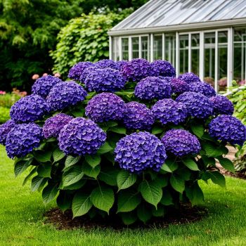 Гортензия крупнолистная Ховария Хобержин (Hydrangea macrophylla Hovaria Hobergine)