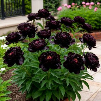 Пион Блэк Бьюти (Paeonia Black Beauty)