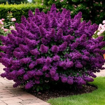 Сирень Блумеранг Дарк Перпл (Bloomerang Dark Purple)