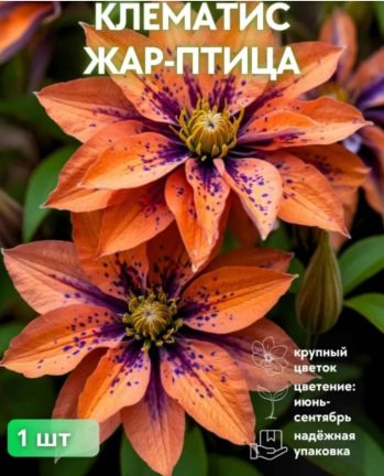Клематис Жар-Птица