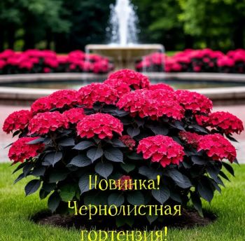 Гортензия крупнолистная Блек Даймондс Энджел Ред (Hydrangea macrophylla Angel Red)