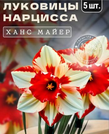 Нарцисс Ханс Майер 5 шт