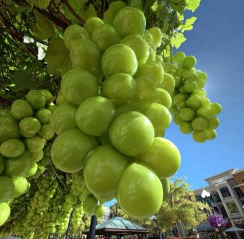 Виноград Шайн Мускат (Shine Muscat)