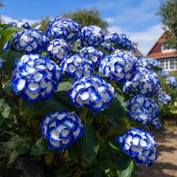 Гортензия крупнолистная Андриа Блю (Hydrangea macrophylla Andria Blue)